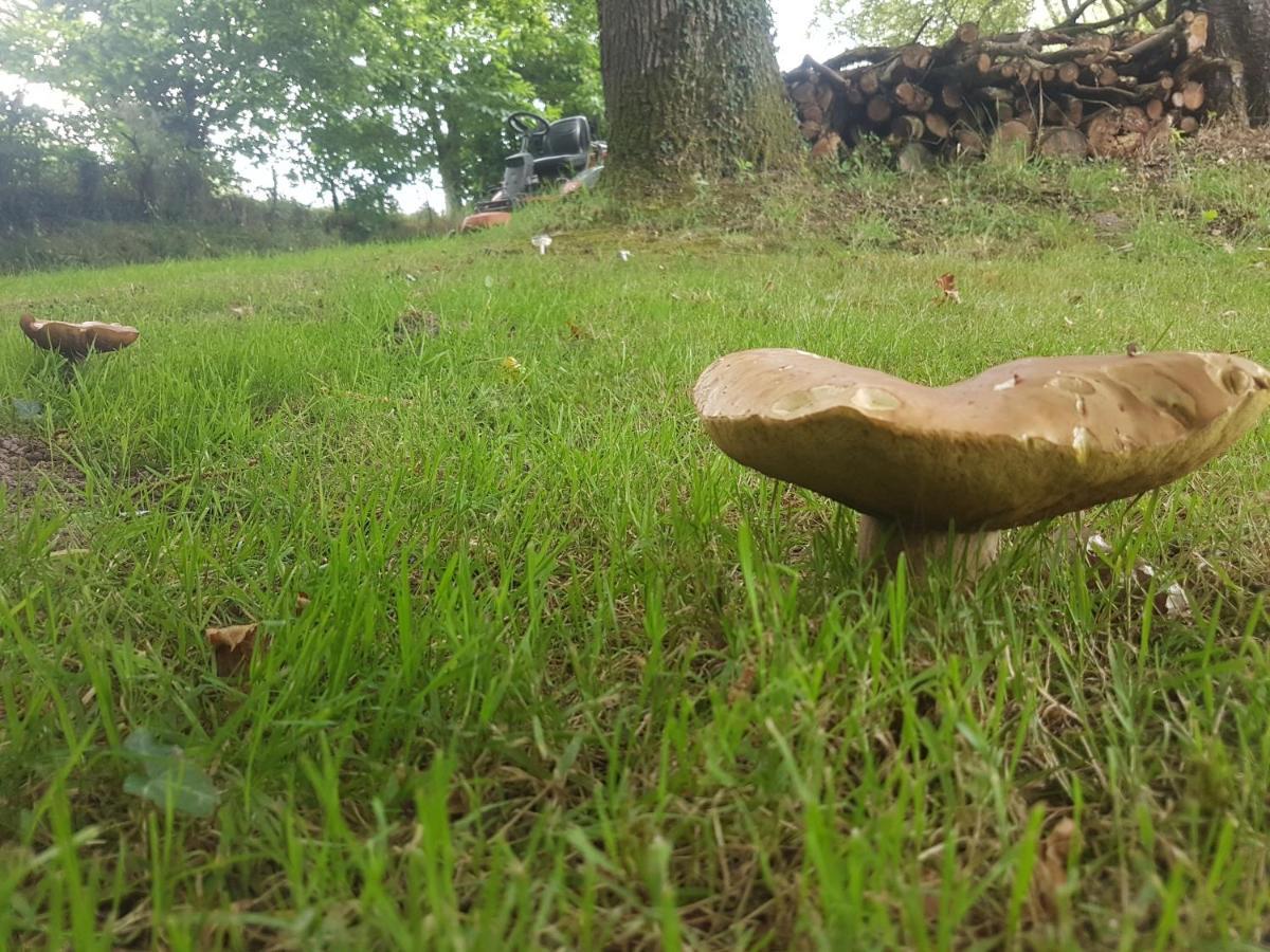 Camping De La Chagnee Saint-Aubin-le-Cloud Exteriör bild